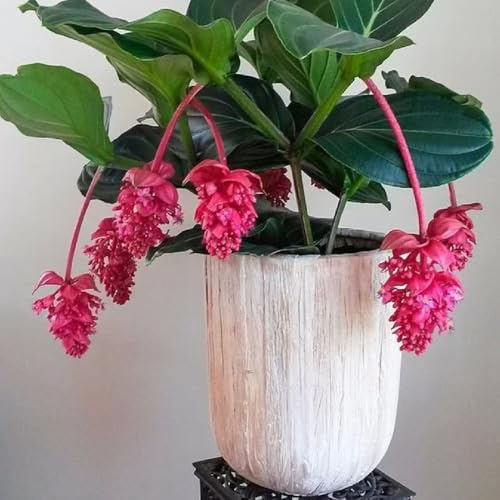 Semi di pianta Medinilla magnifica decorazione floreale decorazione del balcone piante da balcone robuste e resistenti perenni giardino Serie Piante Rare da Giardino Domestico, vasi 200pcs