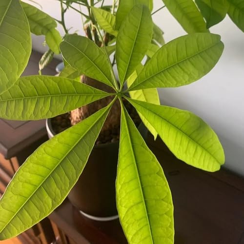 Semi di Pachira aquatica - varietà antiche biologiche giardino Copertura del terreno per esterni resistenti, adatte al pieno sole, raro balcone 5pcs