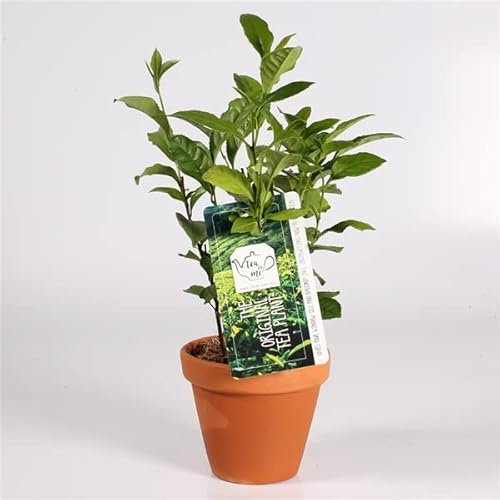 Real Tea Plants - Camellia Sinensis in 11cm Pot