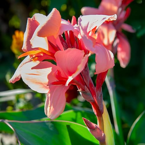 Bulbi di CANNA INDICA | Bulbi provenienti dai migliori produttori Olandesi | Esclusiva selezione e controllo qualità | Fioritura garantita dal primo anno. (1 Canna Indica PINK PRINCESS)