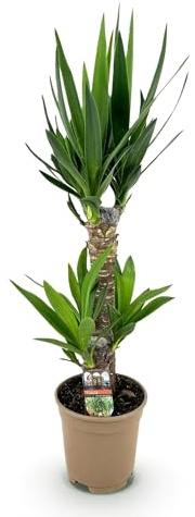 Palmlilja Yucca Elephantipes – 75 cm – 17 cm – lättskött palmlilja med smala, gröna blad – robust, luftrenande inomhusväxt för moderna interiörer