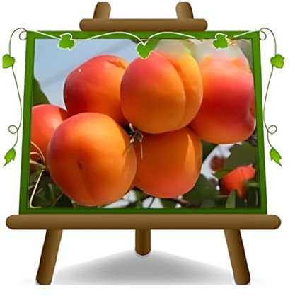 Abricotier vacarme sur Pot de 20 Plante de Fruit Antique autofertile Max 170 cm – 2 ans