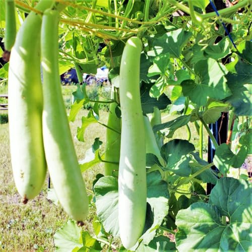 TomorrowSeeds - Cucuzza Squash Seeds - 60+ Count - for 2026 Planting Lagenaria siceraria Cucuzzi Snake Gourd Italian Tromboncino Long Bottle Calabash Dudhi Lauki Vegetable Grow Your Own Home Farm