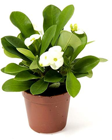 Planta Natural Corona de Cristo Blanca Cactus con Flores Blancas