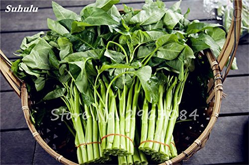 50 Pcs/Sac Épinards Graines de légumes Semences épinards eau pour jardin Semer non Ogm Cour et balcon extérieur des plantes