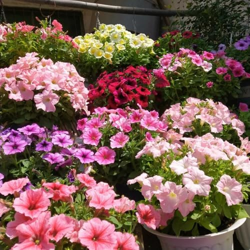 semi di petunia, da interno da giardino esotiche da balcone resistenti 500pcs