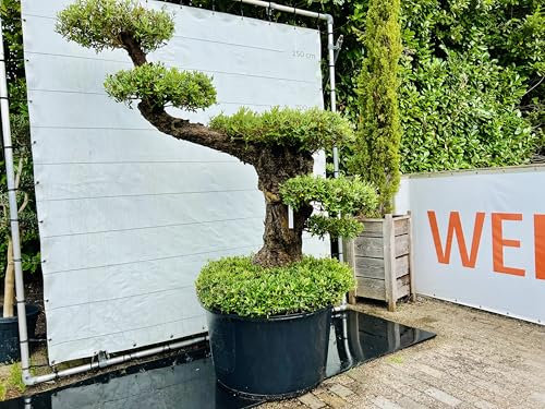 Tropictrees - Olivenbaum Pon Pon - Olea Europea - Bonsai - Oliven - Winterhart A+