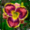 Bulbos De Azucenas,Azucenas Plantas,Azucenas Silvestres,Bulbos De Hemerocallis,Hemerocallis Bulbos-15bulbos-D