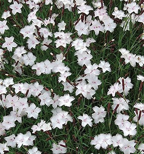 Federnelke Greystone - Dianthus plumarius - lebende Gartenpflanze aus den Baumschulen