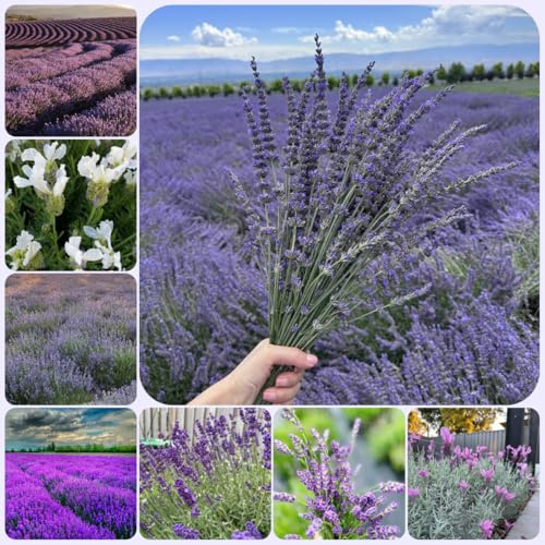semi di lavanda perenni resistenti, giardino balcone esotiche 1000pcs
