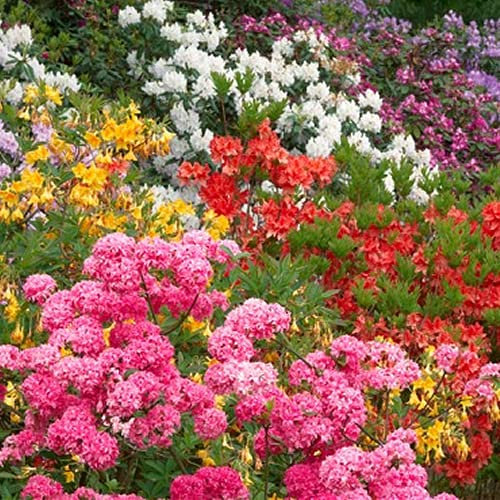 GardenersDream 6 x Mixed Rhododendron Plants in Pots - Outdoor Garden Ready Flowering Shrubs - Healthy Potted Outdoor Plants for Gardens and Borders (15-25 cm incl. 9 cm Pot)
