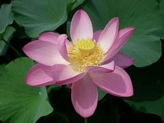 Fiore di Loto Nelumbo Ohga Hasu – Rizoma Vivo di Loto Antico Giapponese – Grande Fioritura Rosa – Pianta Acquatica per Laghetti e Grandi Vasi