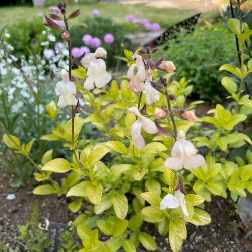 semi di salvia, da balcone, tappezzanti, resistenti decorazione del giardino esterno da giardino interno raro 150pcs