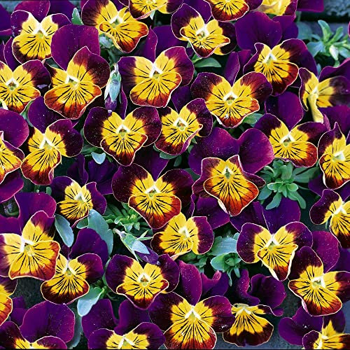 Viola hybrida 'Miniola Heart Purple' Pansy Hardy Perennial Purple Yellow Bicolour Blooms Easy to Grow Your Own Garden Flower Plants 1x Pack (Approx. 50 Seeds) by Thompson and Morgan