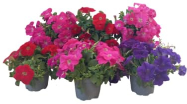 Lote de 6 Plantas de Petunia Floración Continua y Estilo Natural
