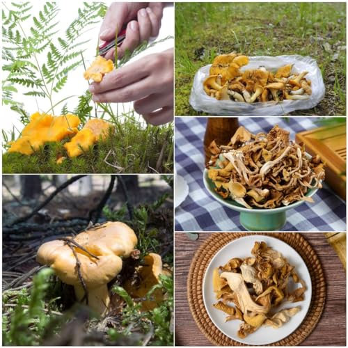 200 pcs Pfifferlinge bio samen - winterfeste pflanzen für balkon pilze mushroom,fungi pilz bonsai topf wintergemüse samen pflanztöpfe dekopflanzen garden gewächshaus balkon pflanzensamen