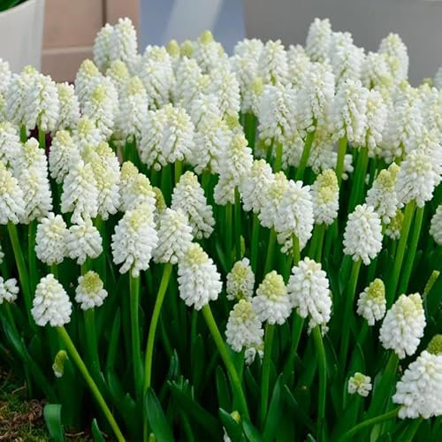 Muscari aucheri 'White Magic' (Multi-Bulbe Fleur de France) / 0.5 à 0.9 litres/Vivace bulbeuse