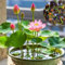 Semillas de flor de loto de colores variados,nenúfar ideal for principiantes,ideal for plantar en el estanque del jardín Multicolor.(50 pcs)