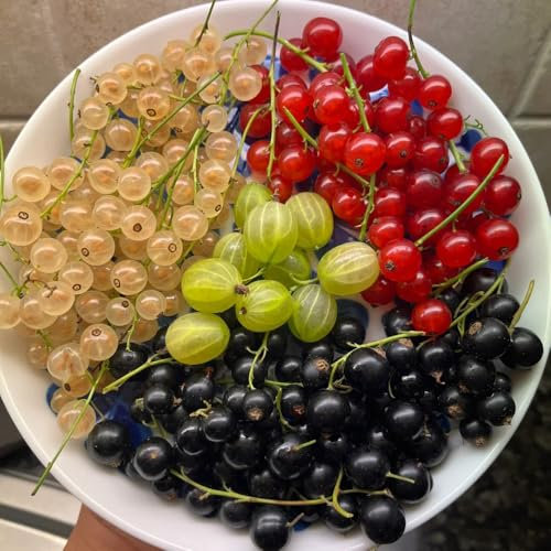 johannisbeeren samen, johannisbeerstrauch obstbaum dekopflanzen stachelbeeren pflanzen samen alte sorten dekoration wohnzimmer winterharte balkonpflanzen zwergobstbäume winterharte 300pcs