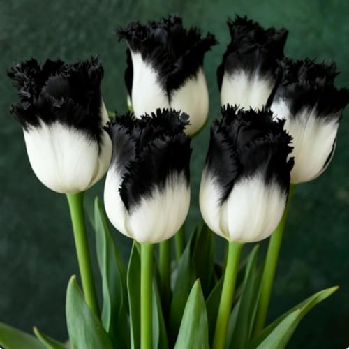 Bombillos de Tulipán Perennes Resistentes | Decoración para Jardín Exterior y Oficina, Fáciles de Cultivar-10 bulbos-f