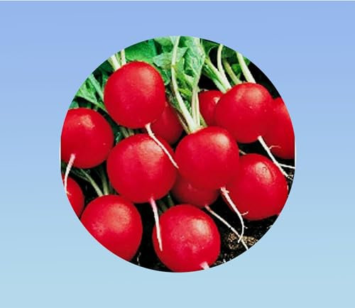 200 graines Radis Saxa - savoureux et croquant