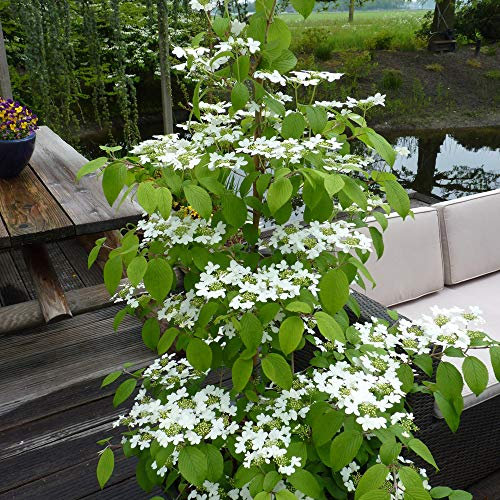 YouGarden Viburnum plicatum Kilimanjaro 'Sunrise', Established Plant in 3L Pot, Ready to Plant