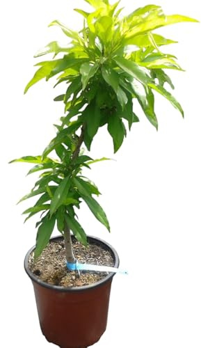 Planta natural Frutal Enano Nectarino injertado. Nectarina carne amarilla. Altura 60-70 cm. Ideal para cultivar en maceta y decorar terrazas o jardines pequeños. Segura Garden
