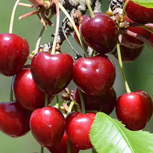 Burlat frühe aromatische Süßkirsche Halbstamm ca. 150-170 cm wurzelnackt Unterlage: F12/1