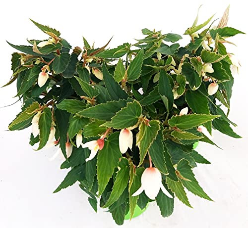 POWERS TO FLOWERS - BEGONIA PENDULA DA BALCONE, A FIORE BIANCO, 3 PIANTE VASO 14 CM, piante vere