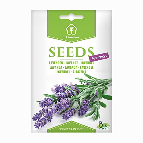 Lavandel, Samen von Minigarden, enthält zwischen 300 und 240 Samen