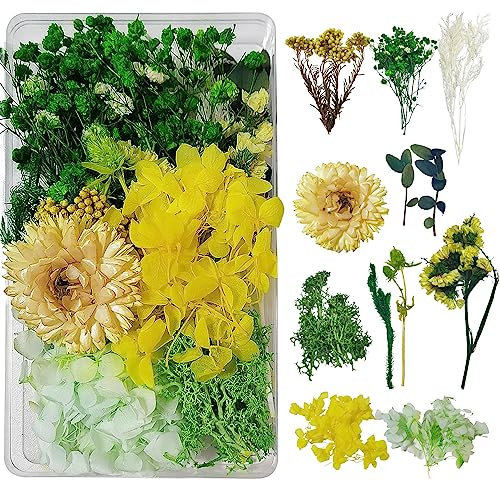 Flores Secas Naturales Flores Secas para Resina Flores Secas Naturales Decorar Flores Secas Manualidades DIY Joyería Vela Arte de Uñas Artesanía Scrapbooking Decoración Floral（Verde y Amarillo）