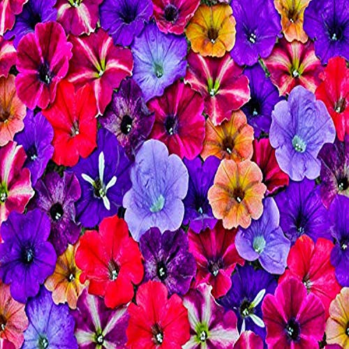 Posterazzi PDDUS48DGU1848LARGE Variety of Petunia Flowers in Pattern, Sammamish, Washington State Photo Print, 36 x 24, Multi