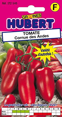 Graines de Tomate Cornue Des Andes, 12 Graines | Variété d'autrefois très parfumée