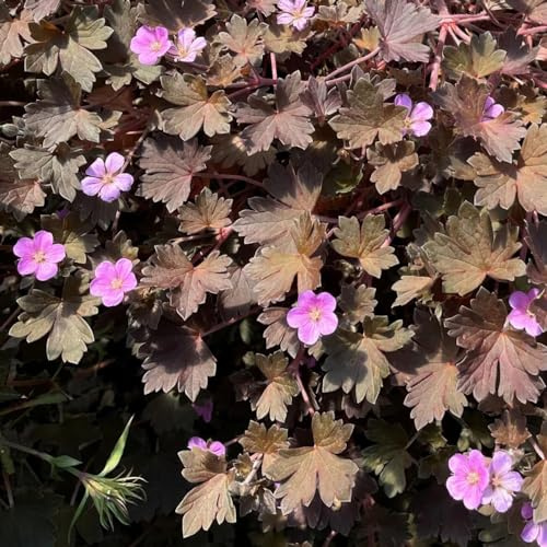 semi di geranio interno balcone interna giardino resistenti 125pcs