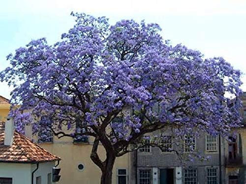 100 graines d'arbres princesse (Paulownia Tomentosa)