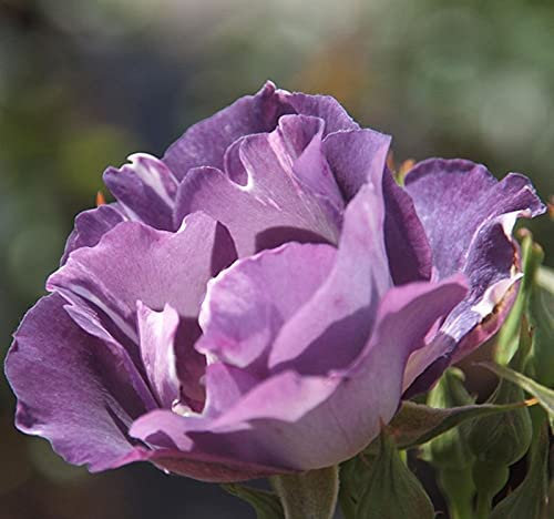 'Blue for You' Rose Bush in 4lt Pot (Live Plants)