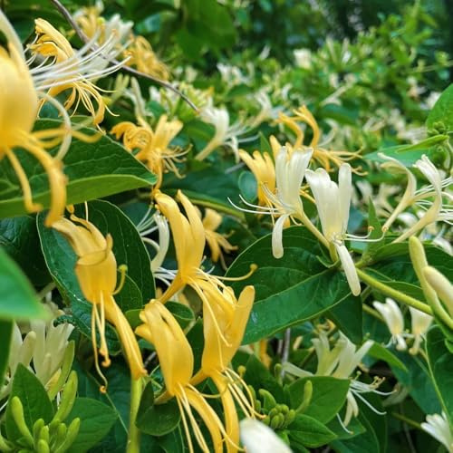 semi di caprifoglio, da giardino sementi biologiche Lonicera japonica, per gli amanti semi di rampicanti perenni 100pcs