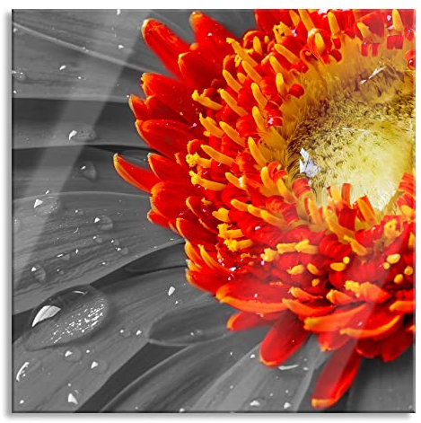 Pixxprint Glasbild, Wandbild auf Echtglas, Gerbera mit Wassertropfen, 70x70 cm, inkl. Aufhängung und Abstandshalter