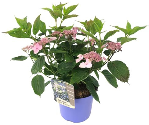 Plant in a Box - Hydrangea paniculata Hortensia 'Magic Pillow' - Hortensia - Plante jardin exterieur robuste fleurs bleu - Pot 19cm - Hauteur 25-40cm