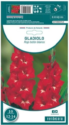 Verdecora Gladiolo Rojo Botón Blanco X10 | Bulbo de Floración Impactante | Rojo Intenso con Toque Distintivo | Ideal para Jardines y Macetas