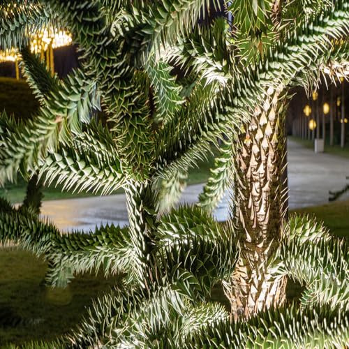 araucaria decoración de oficina bonsái decoración de interior exóticas semillas jardín decorativa reales 90pcs