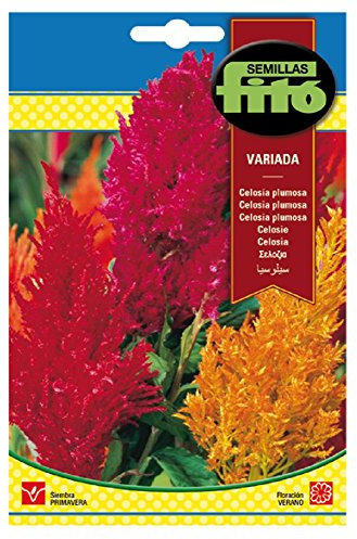 Semillas Fitó 524 - Semillas de Celosía Plumosa Variada