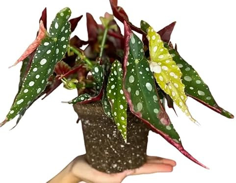 Begonia Maculata Natural Planta de Interior Conocida por sus Hojas Moteadas