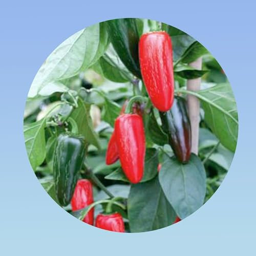 350 Graines de Piment Jalapeño (Capsicum annuum) - Piquant Modéré (4/10 Scoville) - Idéal Apéritif et Farci