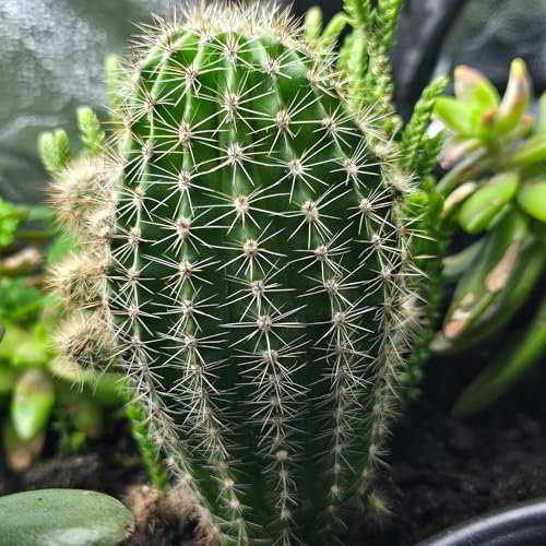 Cactus Succulent Soil - Natural Indoor Potting Compost Mix Enriched with Special Nutrients – Premium Cactus and Succulent Potting Soil for Healthy Growth (5Ltr)