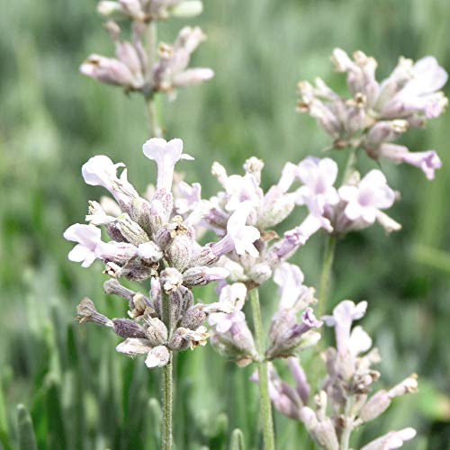Lavender spicata 'Rosea' Seeds Hardy Shrubs Flowering Garden Plants Easy to Grow Your Own at Home Fragrant Flowers 1 Packet of 30 Seeds by Thompson and Morgan