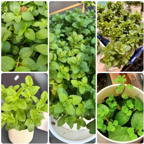 Semi di menta marocchina resistenti, menta verde giardino, esotico per aiuole rialzate, giardino sul balcone 800pcs