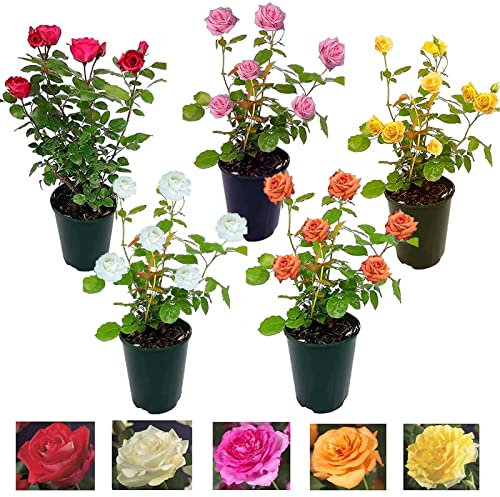 Carbeth Plants Orange Potted Rose Bush in 3 Litre Pot - Vibrant Hybrid Patio Roses - Strong & Healthy Plant Low Maintenance Garden Shrub - Abundant Blooms, Garden & Container Ready