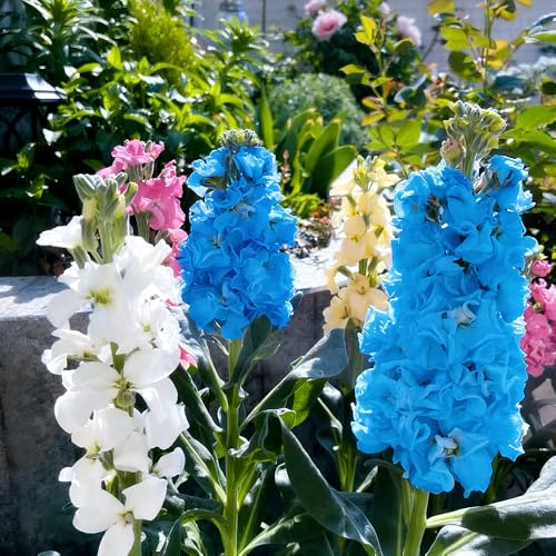 levkojen kräuterpflanzen usambaraveilchen bonsai zimmerpflanzen blumengarten garten blumensamen mehrjährig winterhart 150samen