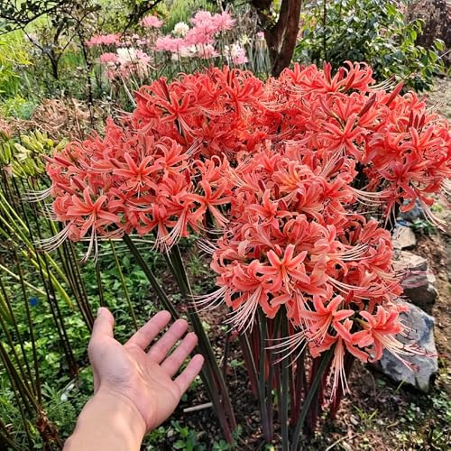 giglio ragno - Lycoris Radiata ornamentali giardino balcone 16bulbi
